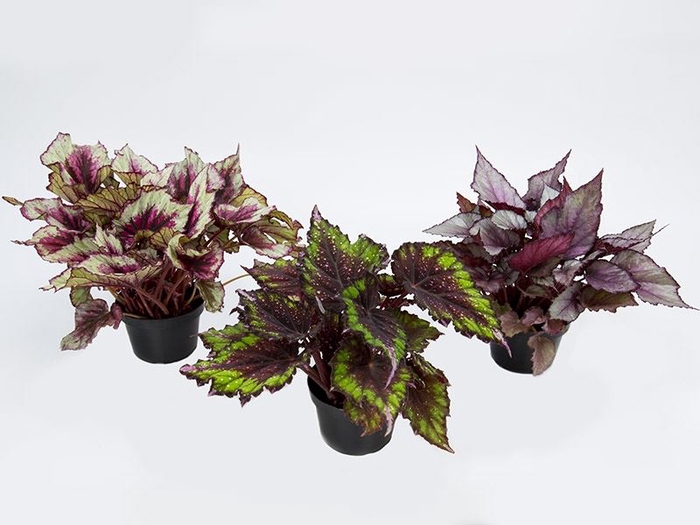 <h4>BEGONIA BELEAF P15 PO</h4>
