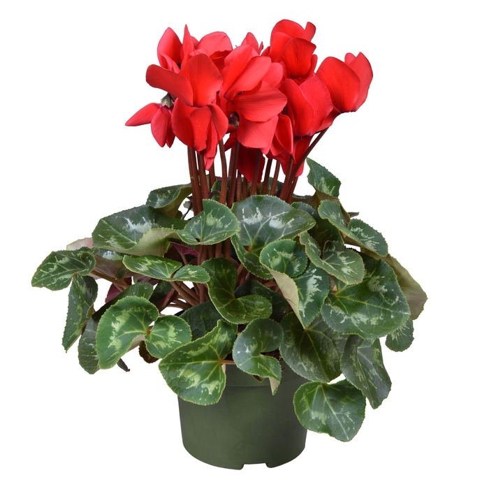 <h4>Cyclamen grootbl. ROOD</h4>