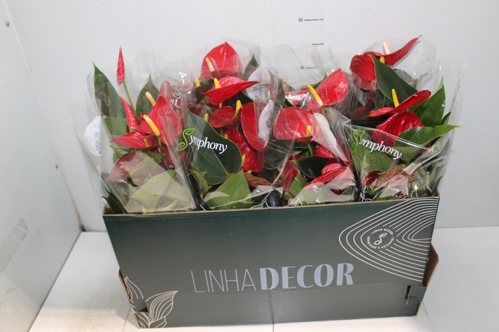 <h4>ANTHURIUM RED SUCCESS P15 PREMIUM</h4>