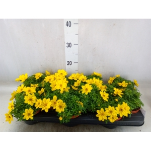 Bidens   ...