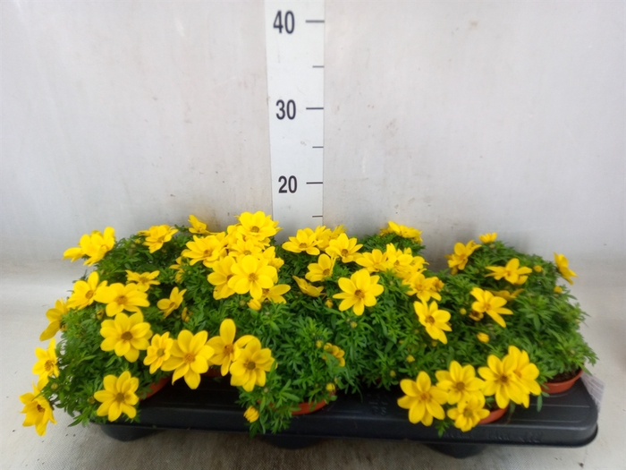 <h4>Bidens   ...</h4>