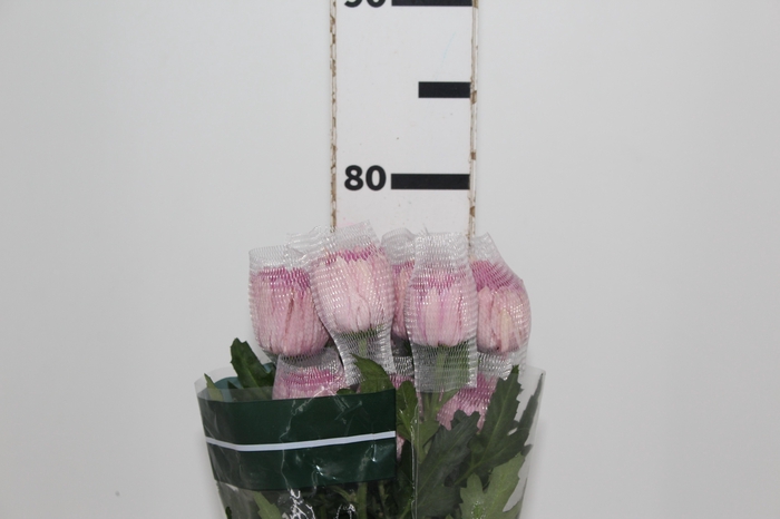 <h4>ANASTASIA BODA 080 CM</h4>