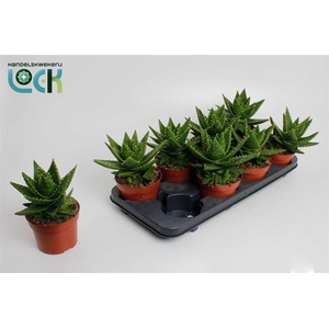 Aloe mitriformis
