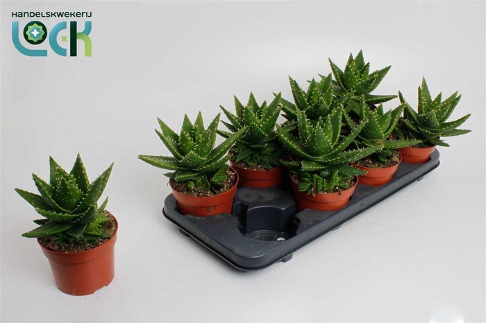 <h4>Aloe mitriformis</h4>