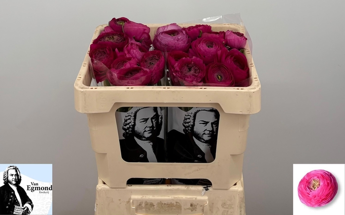 <h4>RAN EL HOT PINK</h4>