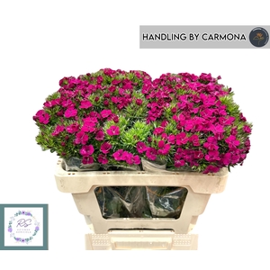 DI BARB AM NEON CHER