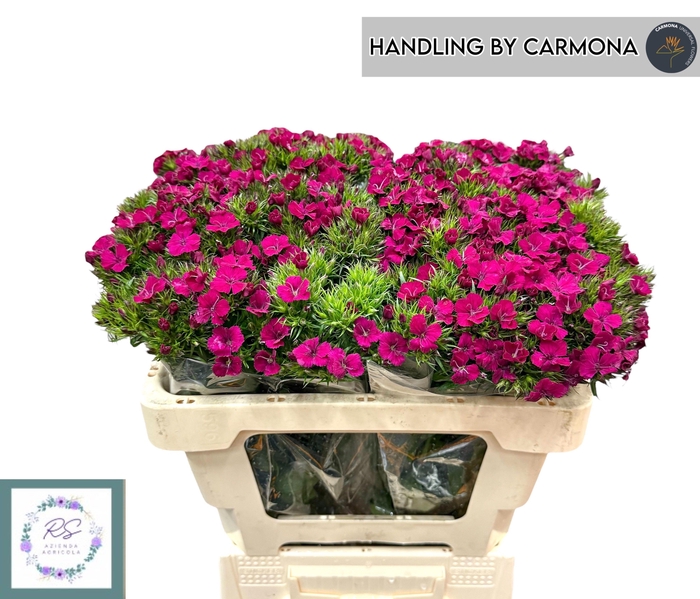 <h4>DI BARB AM NEON CHER</h4>