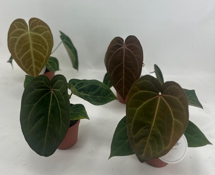 <h4>Anthurium Mix Hybrid</h4>