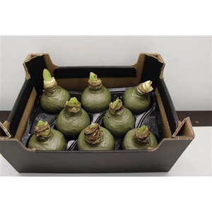 Amaryllis Olijfgroen