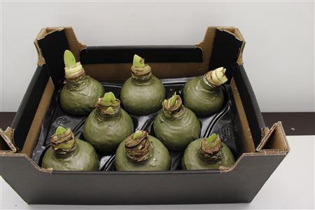 <h4>Amaryllis Olijfgroen</h4>