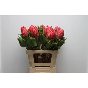 Protea Cynaroides Red Rex