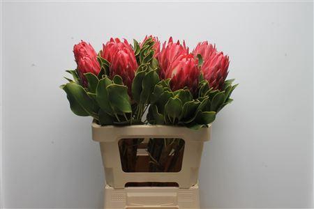 <h4>Protea Cynaroides Red Rex</h4>