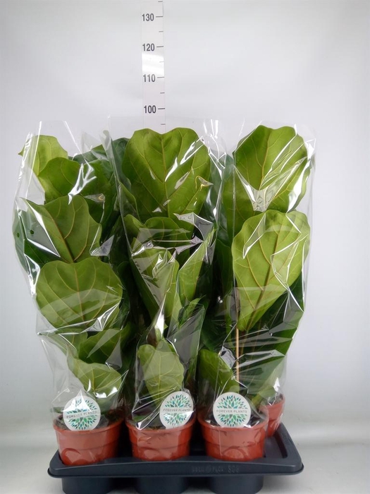 <h4>Ficus lyrata</h4>