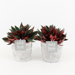 Peperomia Rosso in Stone Look Pot