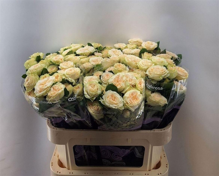 <h4>R Tr Summerrose -in box</h4>