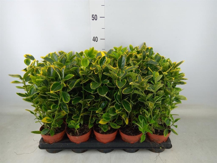 <h4>Euonymus japon. 'Aureus'</h4>