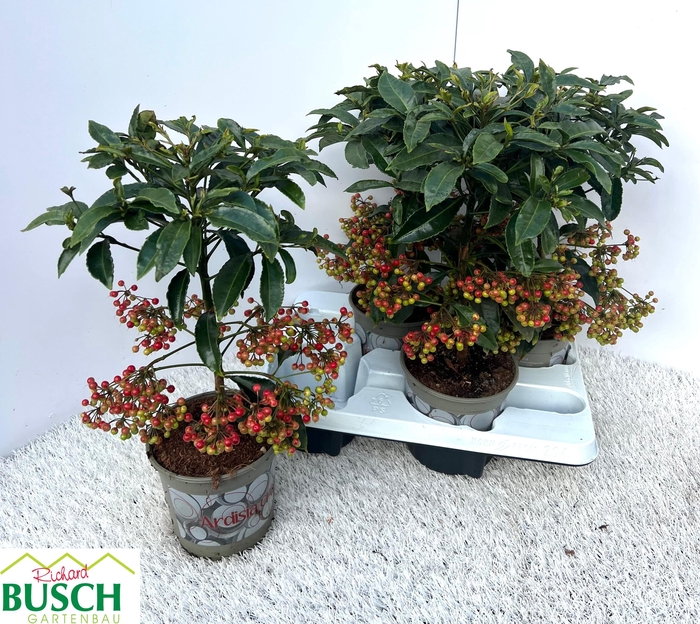 <h4>ARDIS CRENATA</h4>