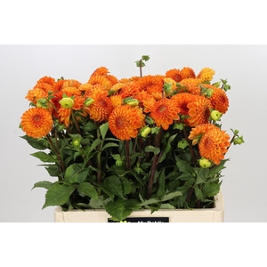 Dahlia Souvenir Dete