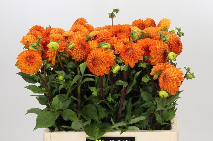 <h4>Dahlia Souvenir Dete</h4>