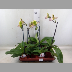 Paphiopedilum   ...