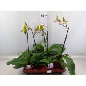 Paphiopedilum   ...