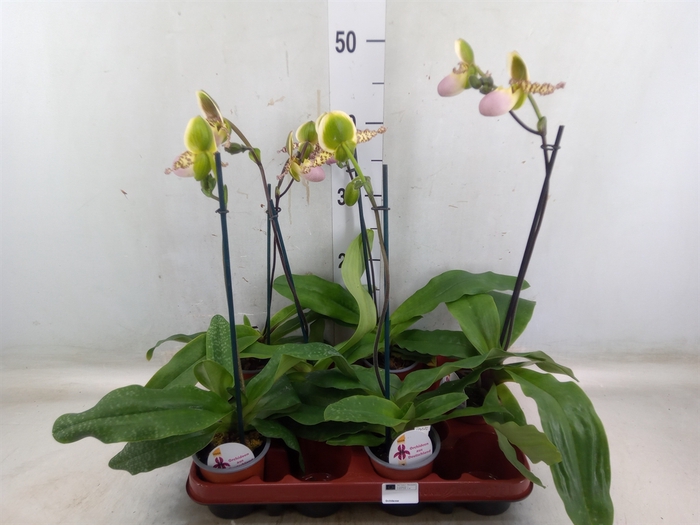 <h4>Paphiopedilum   ...</h4>