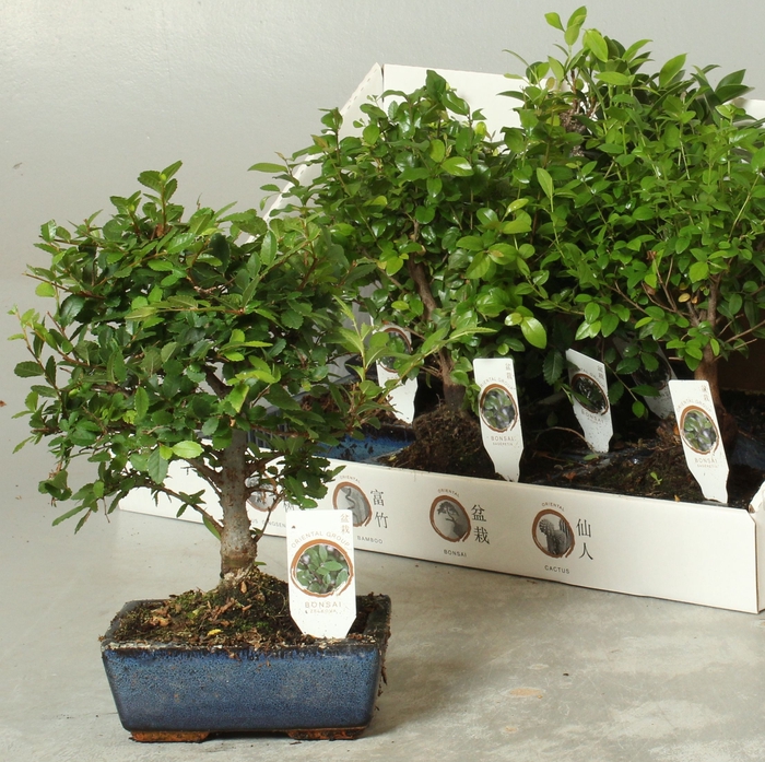 <h4>BONSAI GEM</h4>