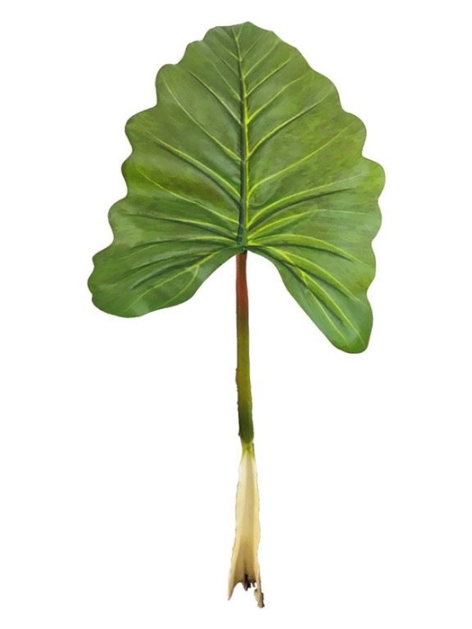 <h4>Alocasia calidora green 61cm</h4>