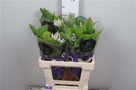 <h4>Clem Amazing Vienna</h4>