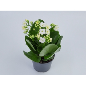 KALANCHOE DOBRADO P11 BRANCO