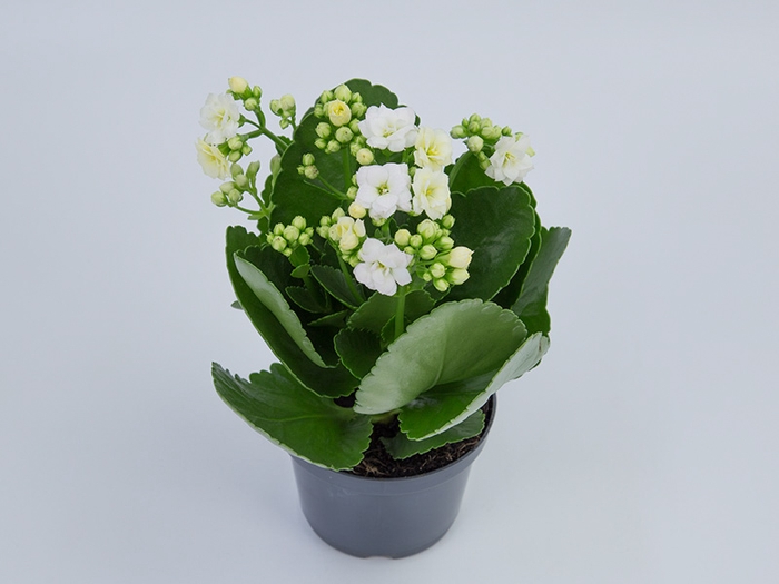 <h4>KALANCHOE DOBRADO P11 BRANCO</h4>