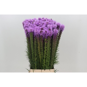 Liatris Spicata