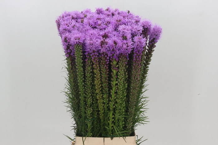 <h4>Liatris Spicata</h4>