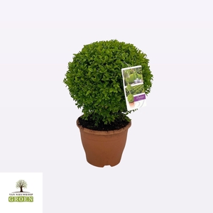 Buxus sempervirens Bol 30