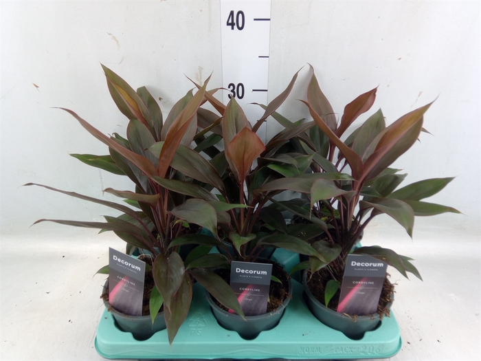 <h4>Cordyline fruti. 'Tango'</h4>