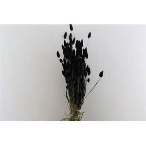 Dried Phalaris X5 Black Bunch