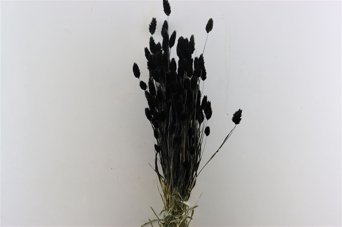 <h4>Dried Phalaris X5 Black Bunch</h4>