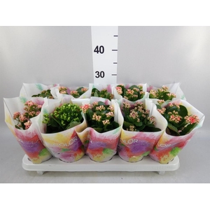 Kalanchoe blos.   ..rosebud mix  5