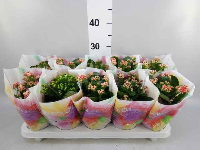 <h4>Kalanchoe blos.   ..rosebud mix  5</h4>