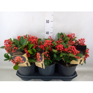Skimmia jap. 'Obsession'