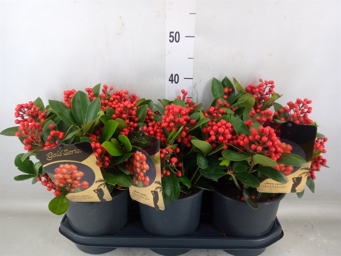 <h4>Skimmia jap. 'Obsession'</h4>