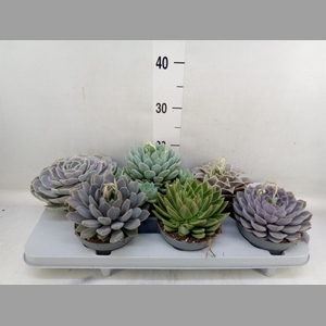 Echeveria   ...mix