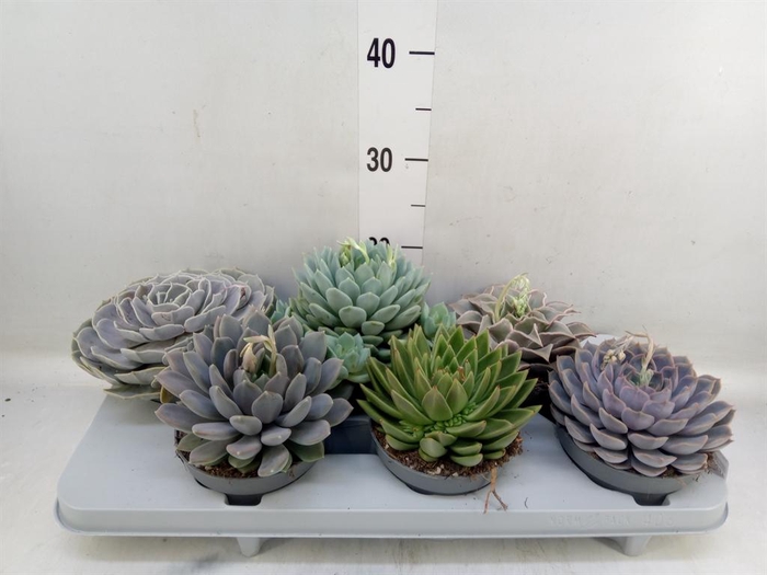 <h4>Echeveria   ...mix</h4>
