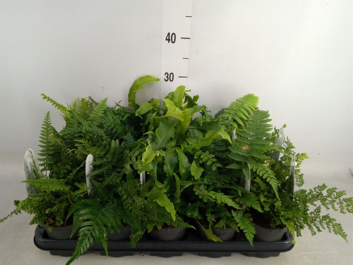 <h4>Ferns   ...mix</h4>