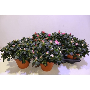 arr8 Rhodo Si V Gem 5 Srt In Terra Cotta Pot