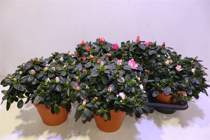 <h4>arr8 Rhodo Si V Gem 5 Srt In Terra Cotta Pot</h4>