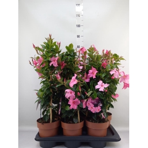 Mandevilla am. 'Diaman Topaze Ver'