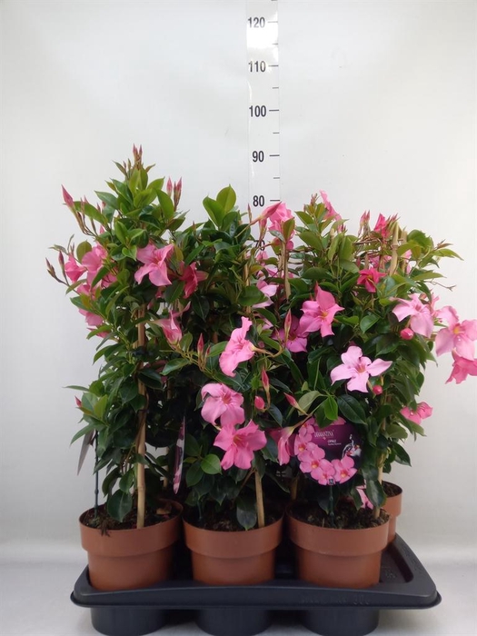 <h4>Mandevilla am. 'Diaman Topaze Ver'</h4>