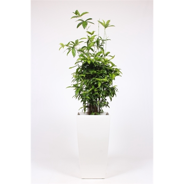 <h4>Dracaena surculosa in Piza pot "wit"</h4>