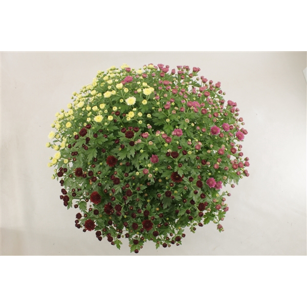 <h4>Jasoda R&R Rood, Paars en Wit pot 19 cm</h4>